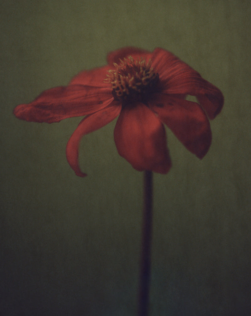 Dahlia