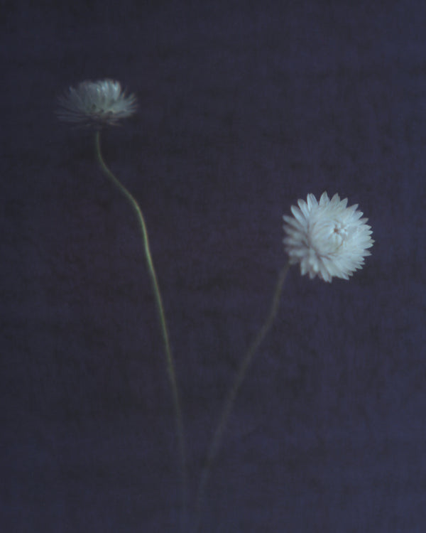 Two Small White Flowers