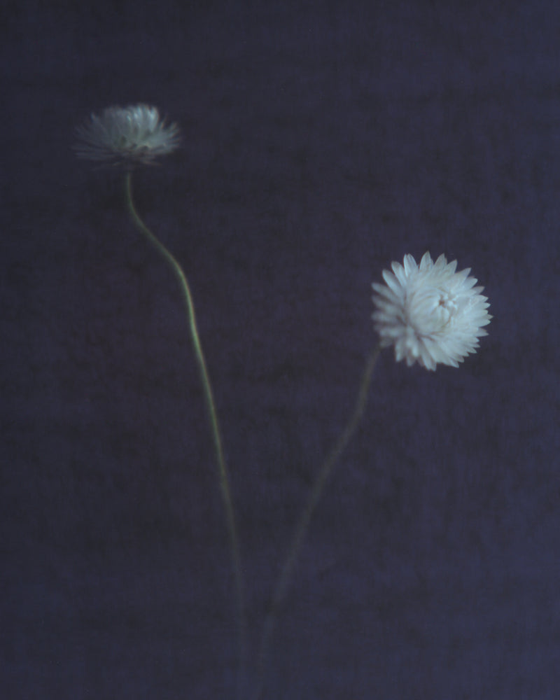 Two Small White Flowers