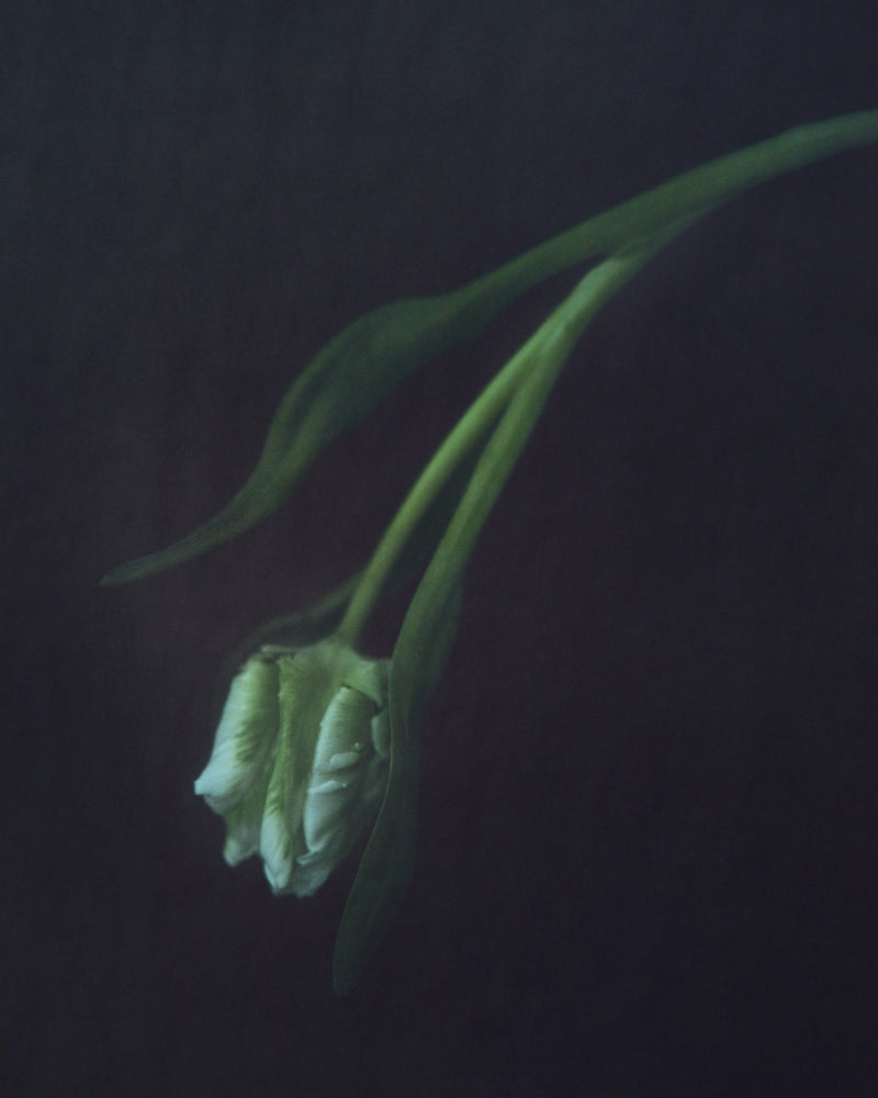 White Tulip