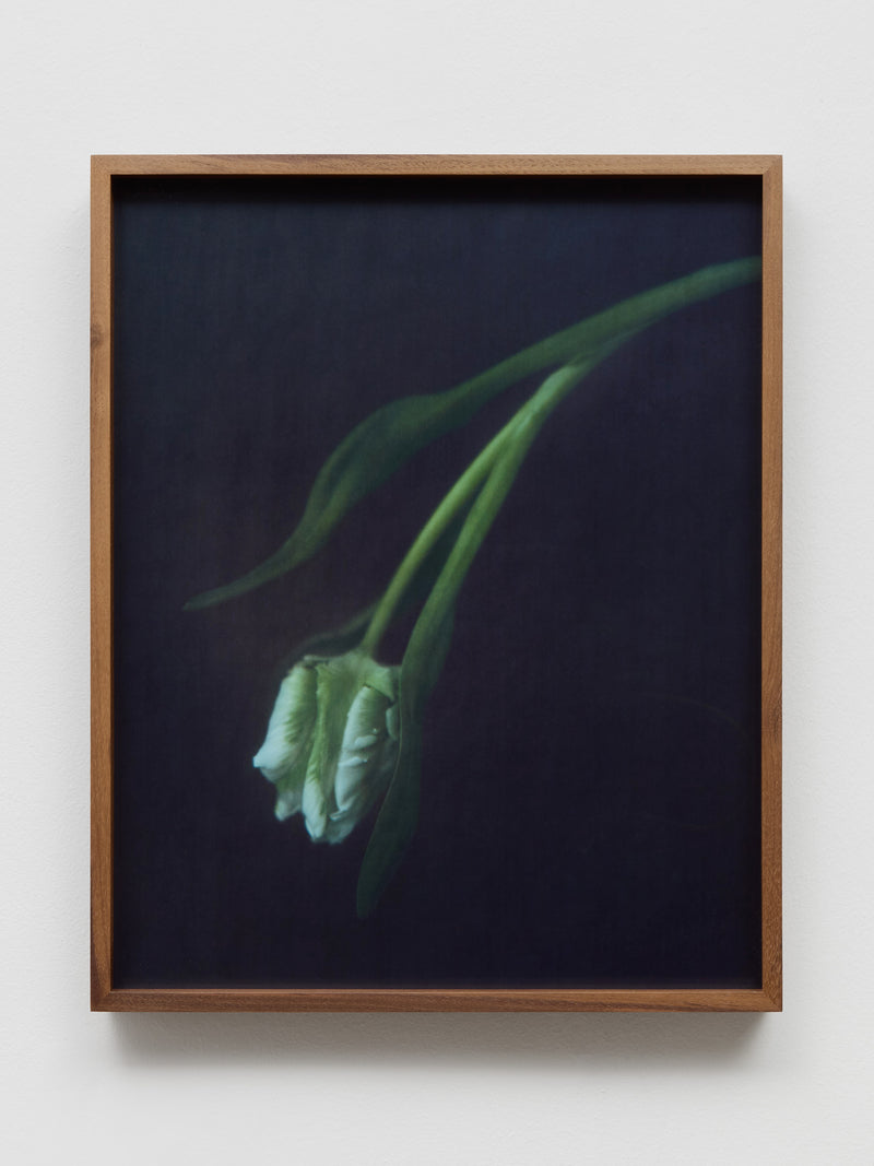 White Tulip