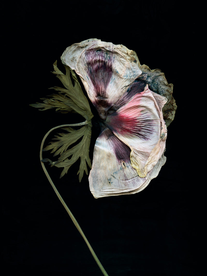 Poppy in Bloom / Decay